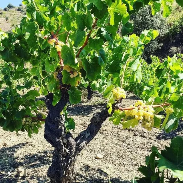 Les Brugueres Blanc: the Priorat Grenache Blanc that challenges everything you think you know about white wine